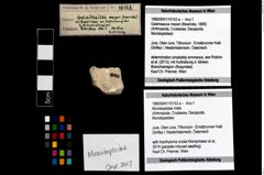 Foto (Objekt + Etikett) von Munidopsidae indet.  (NHMW-GEO-1990-0041-10153a)